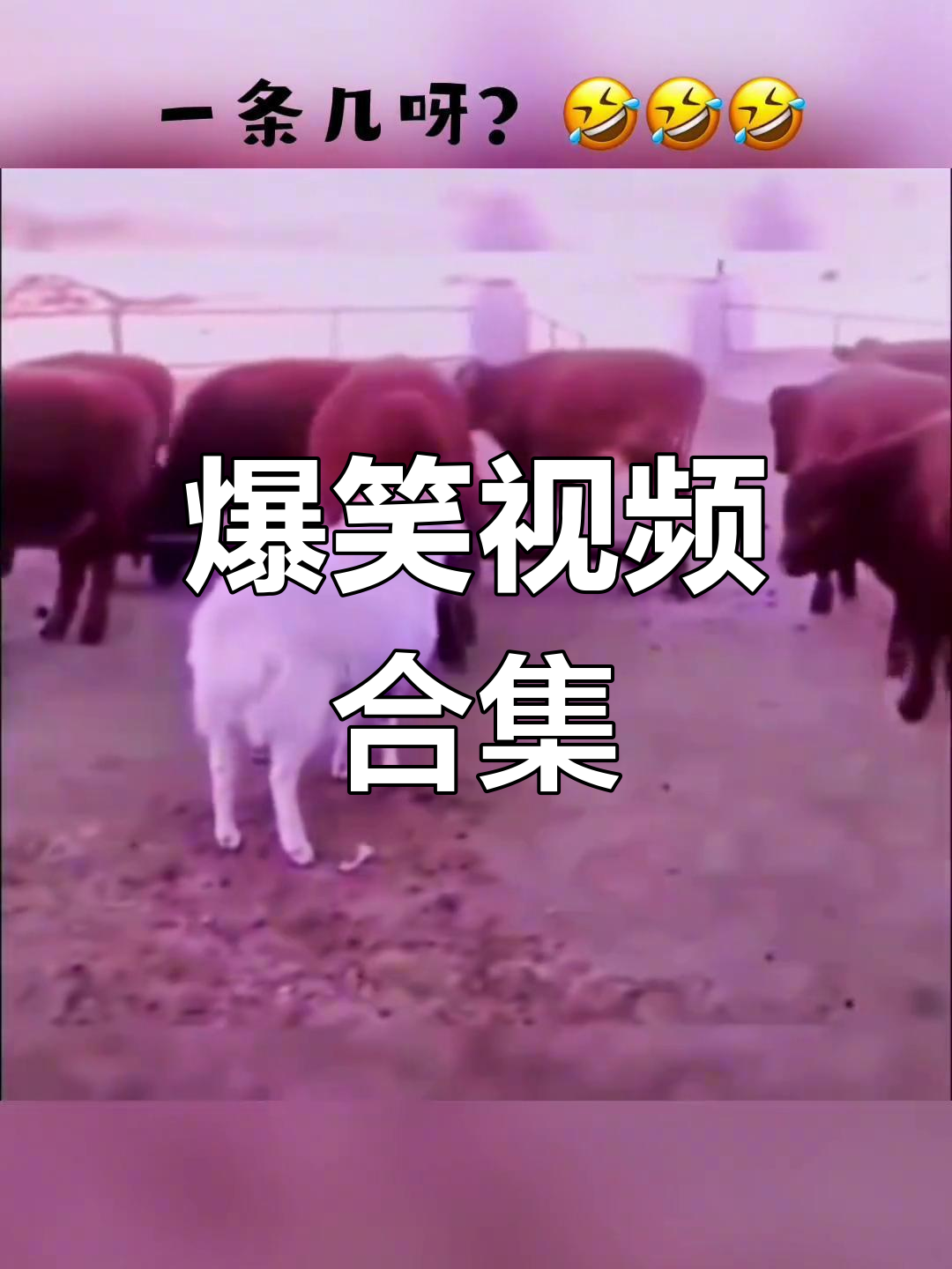 搞笑视频-搞笑视频熊出没