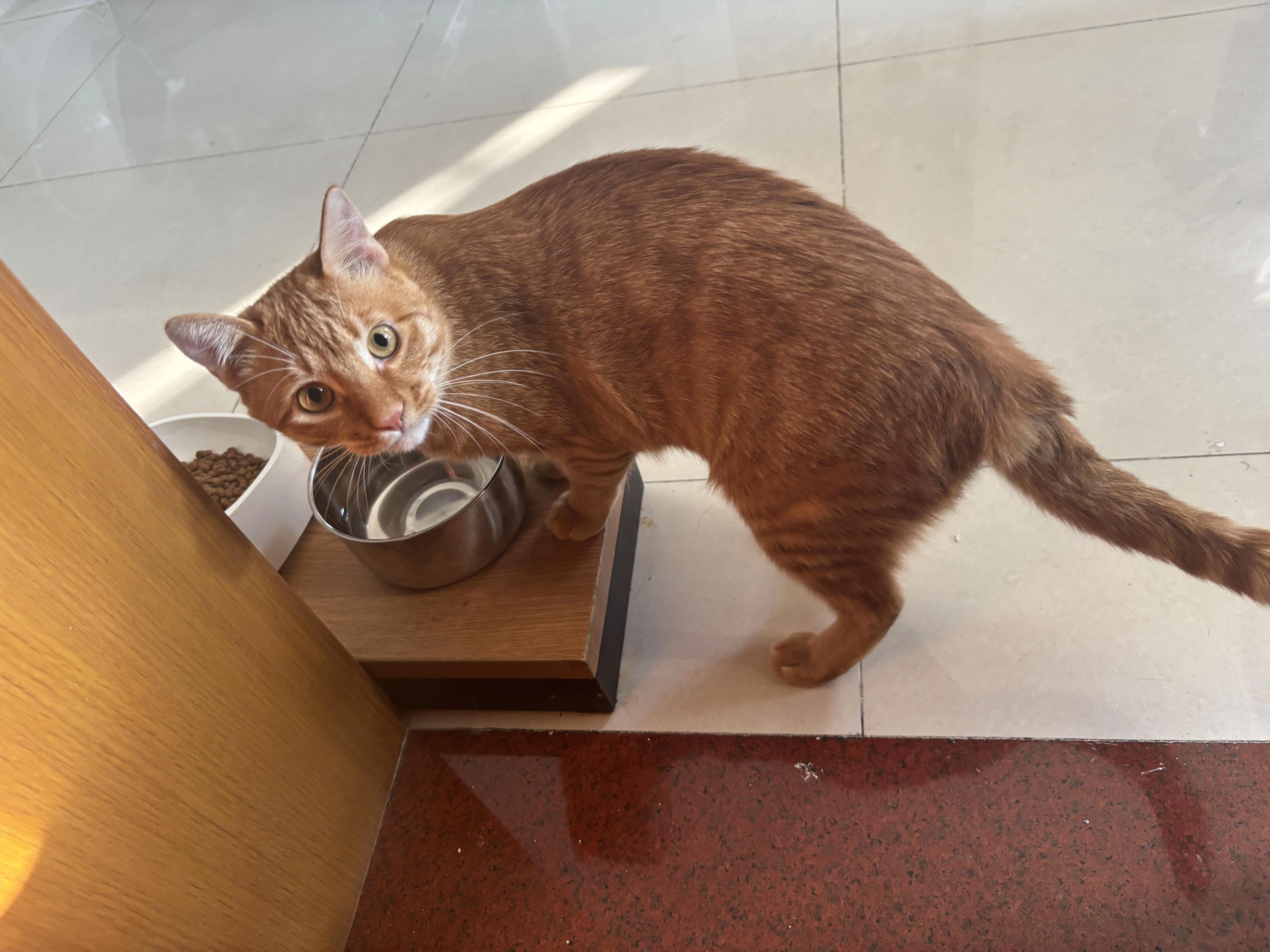 搞笑猫咪-搞笑猫咪图片