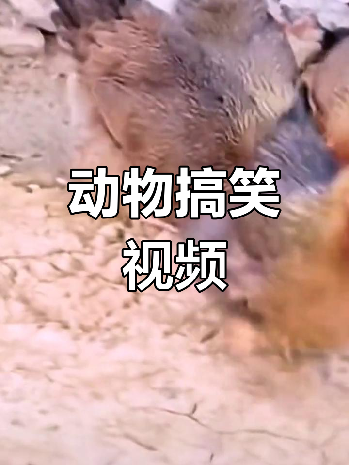 搞笑动物配音-搞笑动物配音软件