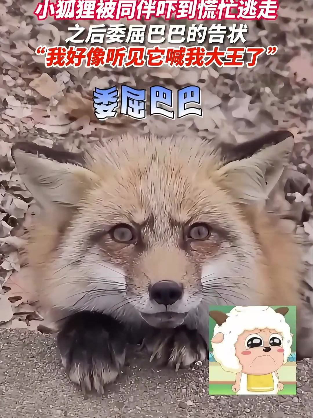 包含搞狐狸的词条