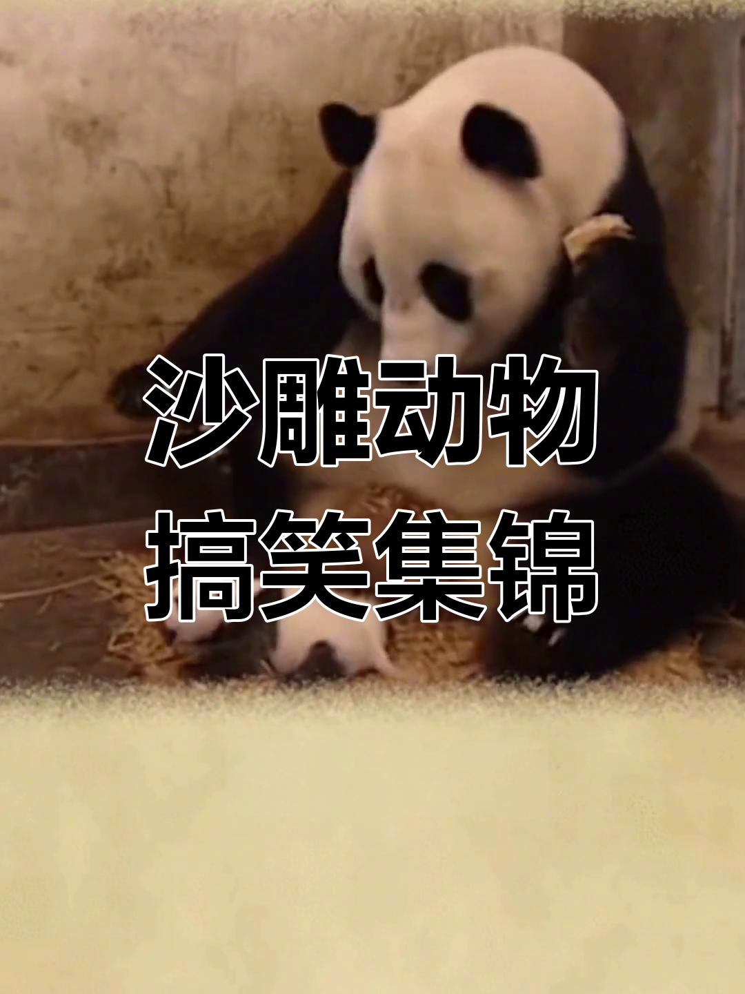动物搞笑-动物搞笑解说
