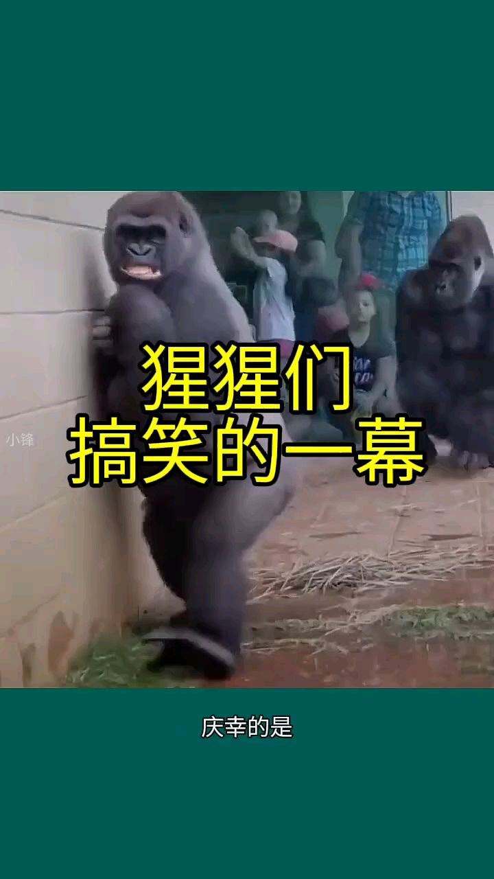 动物笑话-40个顶级搞笑笑话动物 动物笑话-40个顶级搞笑笑话动物