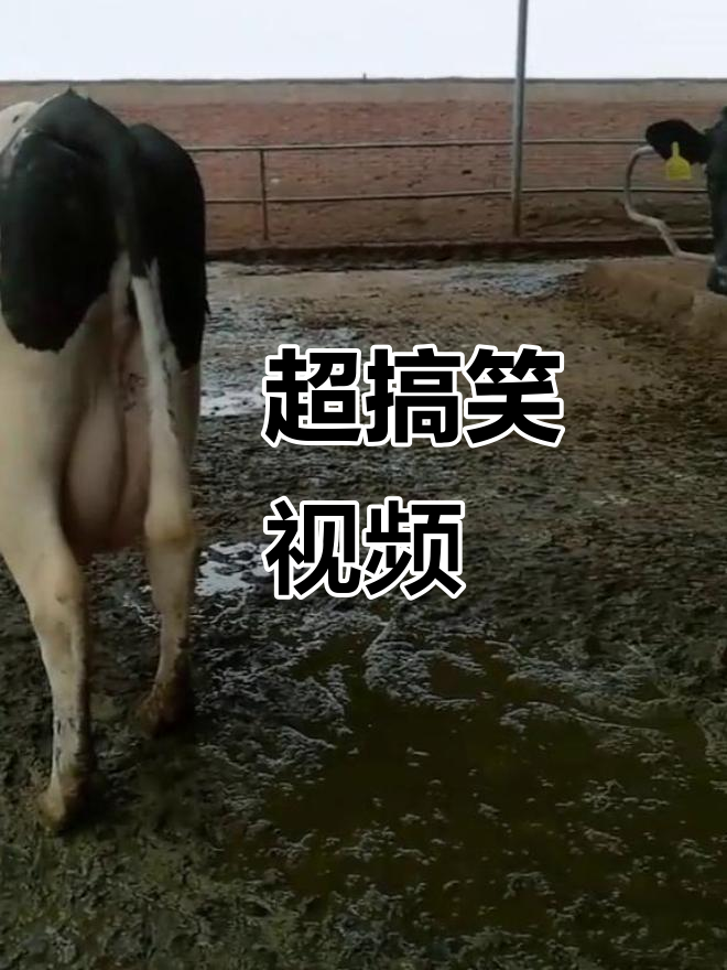 搞笑视频大全-搞笑视频大全 爆笑15秒