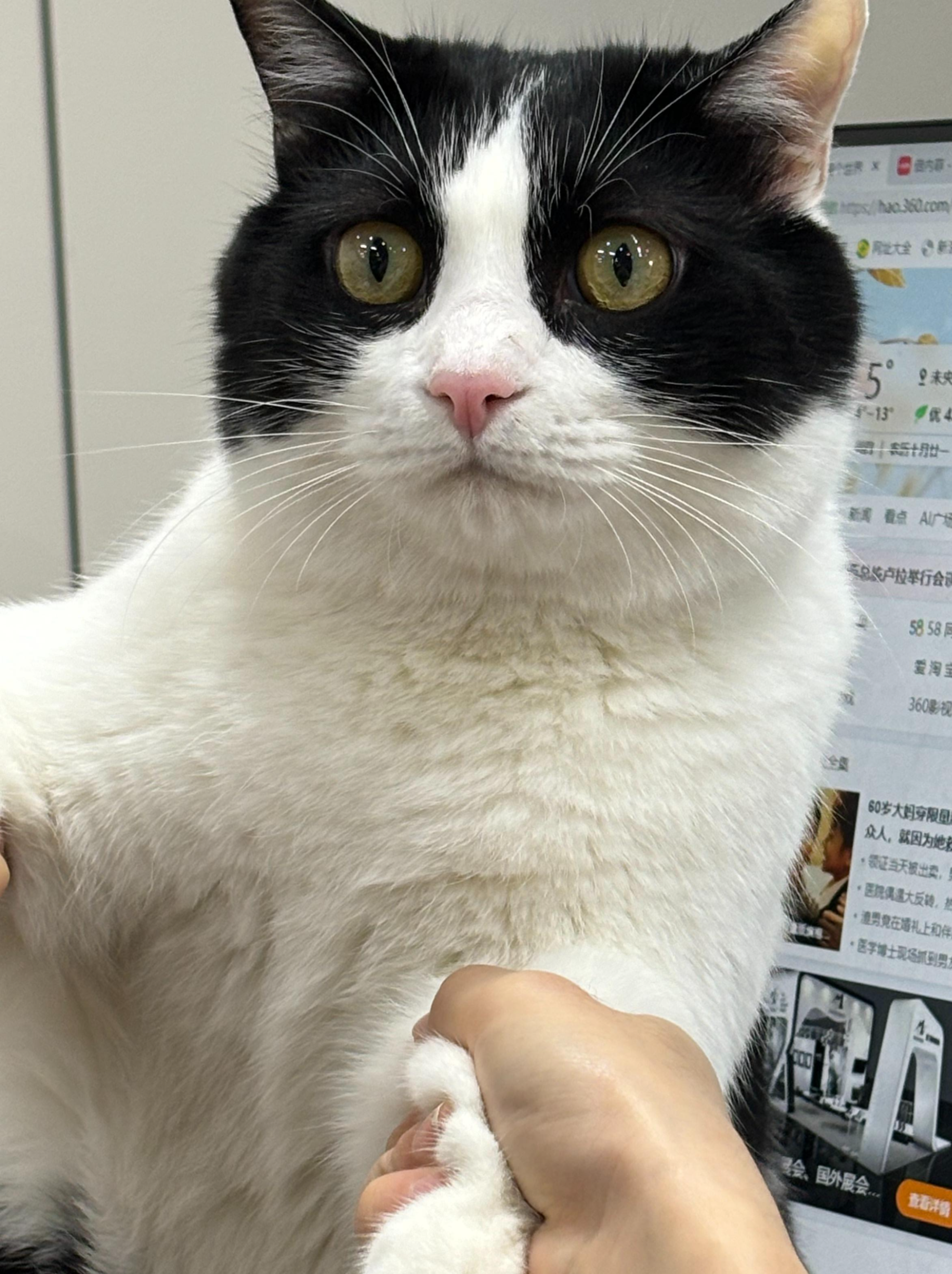 猫咪搞笑图-猫咪搞笑图片